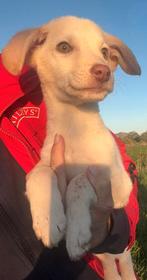 Lama verblijft in Cyprus, Dieren en Toebehoren, Honden | Niet-rashonden, 15 weken tot 1 jaar, Buitenland, Parvo, Eén hond