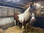 Lease pony, Dieren en Toebehoren, Ophalen, Recreatie