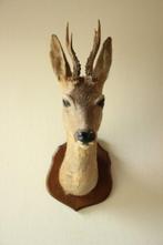 Taxidermie Opgezette Reeënkop met gewei, Ophalen of Verzenden, Hert, Gewei of Kop