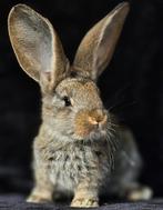 Duitse reuzen XXL rammetjes, Dieren en Toebehoren, Konijnen, Meerdere dieren, Groot, 0 tot 2 jaar