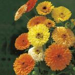66/ zaden van Goudsbloem - Calendula kleurenmix - bio, Ophalen of Verzenden, Voorjaar, Volle zon, Zaad