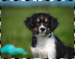 Deze lieve border-stabij x kooiker pups zoeken baasjes, Overige rassen, 8 tot 15 weken, CDV (hondenziekte), Meerdere