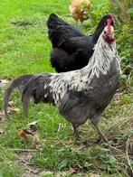 Silverudds blå haantje, Dieren en Toebehoren, Pluimvee, Mannelijk, Kip