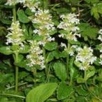Ajuga reptans (Zenegroen)is een groenblijvende bodembedekker, Ophalen, Bodembedekkers, Vaste plant, Halfschaduw