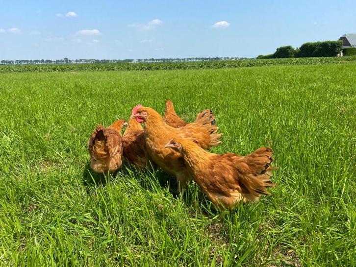 Jonge tamme New Hampshire kippen hennen gesekst en ingeënt, Dieren en Toebehoren, Pluimvee, Kip, Vrouwelijk