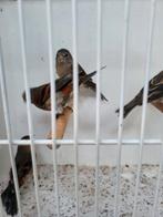 F1 Kapoetsensijs x kanarie raza poppen, Dieren en Toebehoren, Vrouwelijk, Kleurkanarie