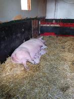 te koop biggen  en een zeug, Dieren en Toebehoren, Schapen, Geiten en Varkens, Meerdere dieren, Varken, 0 tot 2 jaar