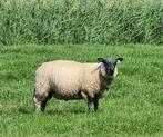 Bleu du Maine ram en ooi lammeren te koop., Dieren en Toebehoren, Schapen, Geiten en Varkens, Meerdere dieren, Schaap