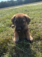 Lieve puppy’s zoeken een nieuw baasje, Dieren en Toebehoren, 8 tot 15 weken, HCC (leverziekte), Groot, Meerdere