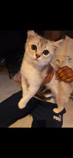 Britse kort haar kitten mannetje (kater) 16 weken, Dieren en Toebehoren, Katten en Kittens | Raskatten | Korthaar, Kater, Gechipt