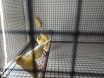 Te koop, Meerdere dieren, Zangkanarie