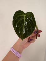 Philodendron melanochrysum 4, Ophalen of Verzenden, Halfschaduw, Minder dan 100 cm
