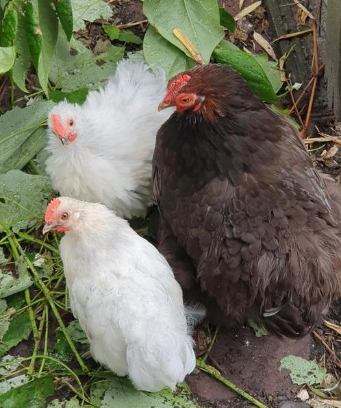 jonge cochin kriel krul haantjes isabel kleurslag, Dieren en Toebehoren, Pluimvee, Kip, Mannelijk