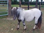 Mooie fewspot shetlander ruin 1 jaar en bonte 9 jaar., Dieren en Toebehoren, Pony's, Ruin, Niet van toepassing, 0 tot 2 jaar, A pony (tot 1.17m)