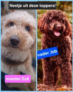 Nestaankondiging Australian Labradoodle X Boompoo, Dieren en Toebehoren, Rabiës (hondsdolheid), Overige rassen, 8 tot 15 weken