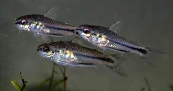 Nieuw binnen!!! Corydoras pigmaeus!!!