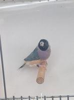 Gouldamadine poppen, Indische nonpareil, Dieren en Toebehoren, Vogels | Overige Vogels, Meerdere dieren, Tropenvogel, Geringd