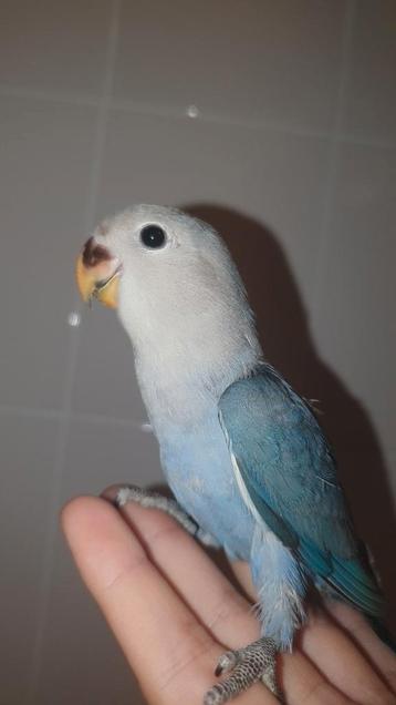 ♂️♀Handtamme agapornis roseicollis baby beschikbaar! Zie adv beschikbaar voor biedingen
