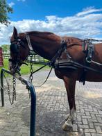 Betuigd paard, Dieren en Toebehoren, Paarden, Gechipt, Z, Ruin, 170 tot 175 cm
