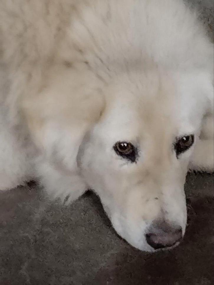Help Pets Adoptie Pyrenese Berghond of Kuvasz uit Oekraine, Dieren en Toebehoren, Honden | Herdershonden en Veedrijvers, Meerdere dieren