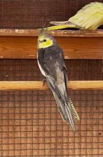 valkparkiet, Dieren en Toebehoren, Vogels | Parkieten en Papegaaien, Mannelijk, Parkiet