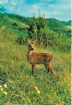 Reegeit., Verzenden, 1960 tot 1980, Gelopen, Wild dier