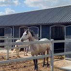 1 of 2 pony boxen in polder Soest, Dieren en Toebehoren, Weidegang