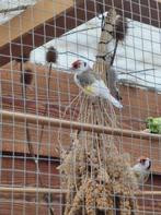 Majoor putter bonte mannen, Dieren en Toebehoren, Vogels | Overige Vogels, Mannelijk, Wildzangvogel, Geringd