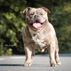 American Bully Dekreu, Reu, Parvo, Eén hond, 3 tot 5 jaar