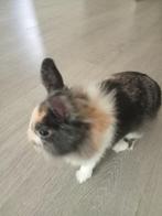 Konijntje met binnenhok en toebehoren, Dieren en Toebehoren, Mannelijk, Klein, 0 tot 2 jaar
