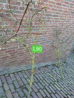 Takken Magnolia Soulangeana Licht Rose/Wit - 1.60m (4 stuks), Ophalen