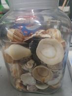 Verzameling Schelpen in Pot en Zak + Encyclopedie, Ophalen, Gebruikt