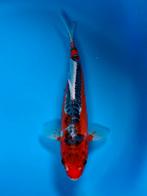 Shusui 26-30cm Hirasawa Japanse koi, Karper of Koi