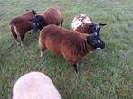 Dassenkop dekram te koop, Dieren en Toebehoren, Mannelijk, Schaap, 0 tot 2 jaar