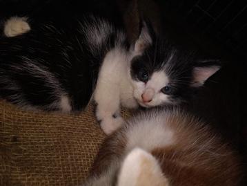 Boerderij kittens beschikbaar voor biedingen