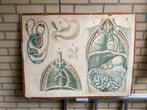 Antieke Anatomie Schoolplaat, Antiek en Kunst, Antiek | Schoolplaten, Ophalen of Verzenden, Natuur en Biologie