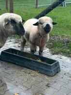 Hampshire down ram, Dieren en Toebehoren, Mannelijk, Schaap