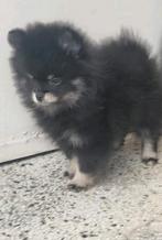 Pomeriaan teefje ( mini )  bearface 100% rasecht, Dieren en Toebehoren, Rabiës (hondsdolheid), 15 weken tot 1 jaar, Overige rassen