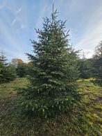 Grote Kerstbomen tot 5 meter te koop, Tuin en Terras, Planten | Bomen, Overige soorten, Zomer, 400 cm of meer, Ophalen