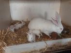 Vlaamse reus, Dieren en Toebehoren, Konijnen, Geslacht onbekend, Groot