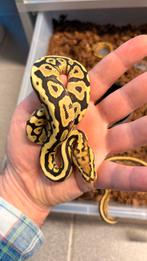 1.0 fire spotnose yellow belly 100% het clown ball python, Dieren en Toebehoren, Slang, 0 tot 2 jaar