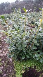 Laurieren Prunus novita genolia caucasica struik 80 - 200cm, Ophalen of Verzenden, Laurier, Struik, 100 tot 250 cm