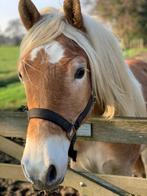 Te koop: haflinger ruin - 1,5 jaar, met stamboek, Dieren en Toebehoren, E pony (1.48m - 1.57m), Met stamboom, Ruin, 0 tot 2 jaar