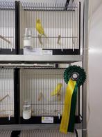 Duitse kuif kanarie Tekoop gevraag, Dieren en Toebehoren, Vogels | Kanaries, Mannelijk, Postuurkanarie