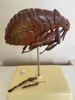 taxidermie kattenvlo model, Ophalen of Verzenden, Gebruikt, Insect, Opgezet dier