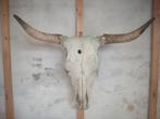 Schedel stier koe buffel, Huis en Inrichting, Ophalen, Gebruikt