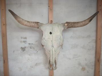 Schedel stier koe buffel beschikbaar voor biedingen