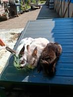 Mooi konijn, Dieren en Toebehoren, Vrouwelijk