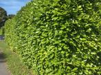 Groene schutting Beuk Laurier Conifeer Thuja Hedera Klimop, Tuin en Terras, Ophalen, Laurier, 100 tot 250 cm