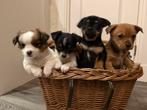 4 pups, Dieren en Toebehoren, Meerdere, Meerdere dieren, Chihuahua, Nederland